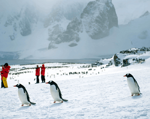Мир айсбергов и пингвинов