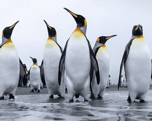 Аудиенция у королевских пингвинов