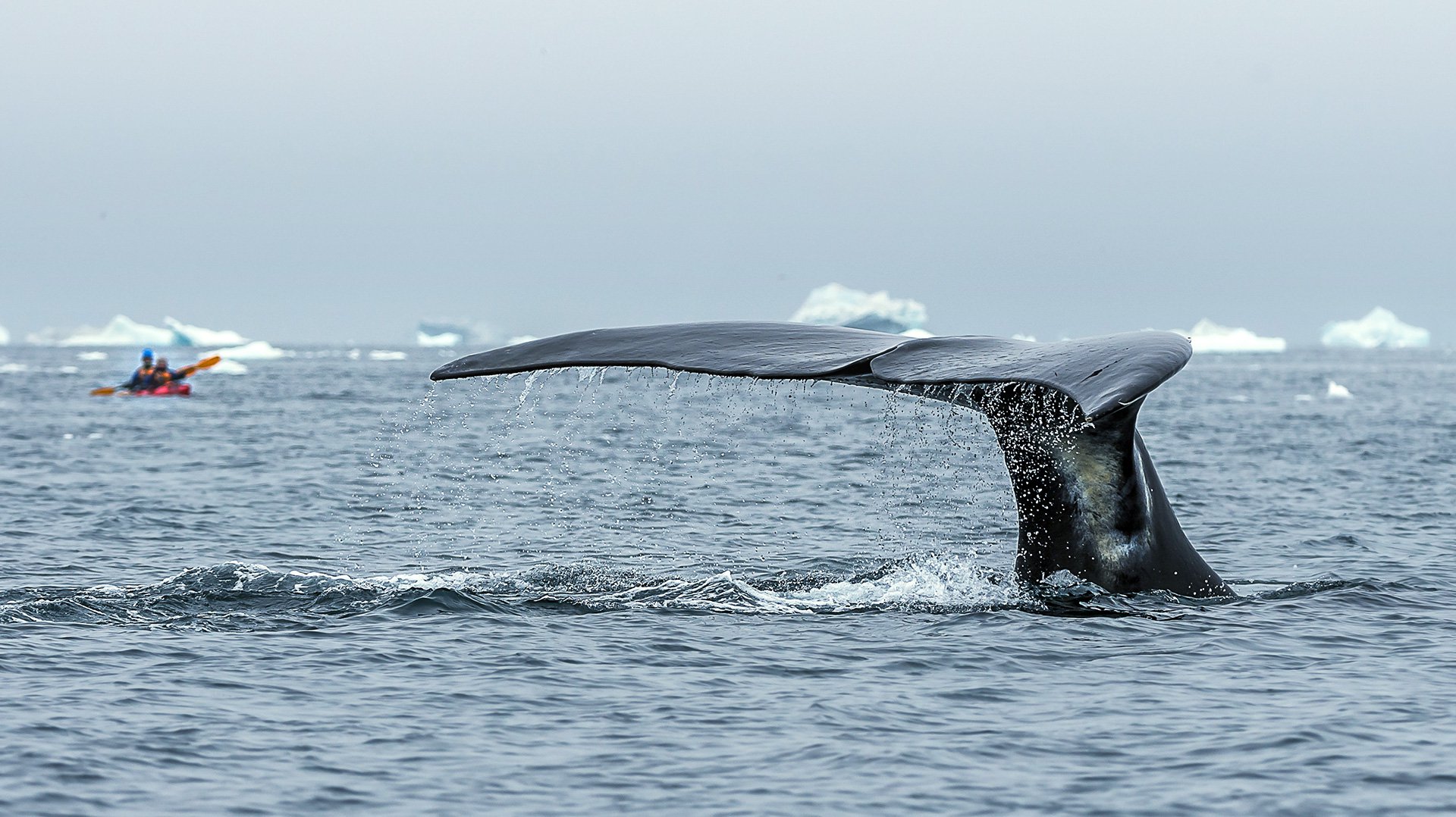 Южная и Западная Гренландия кит