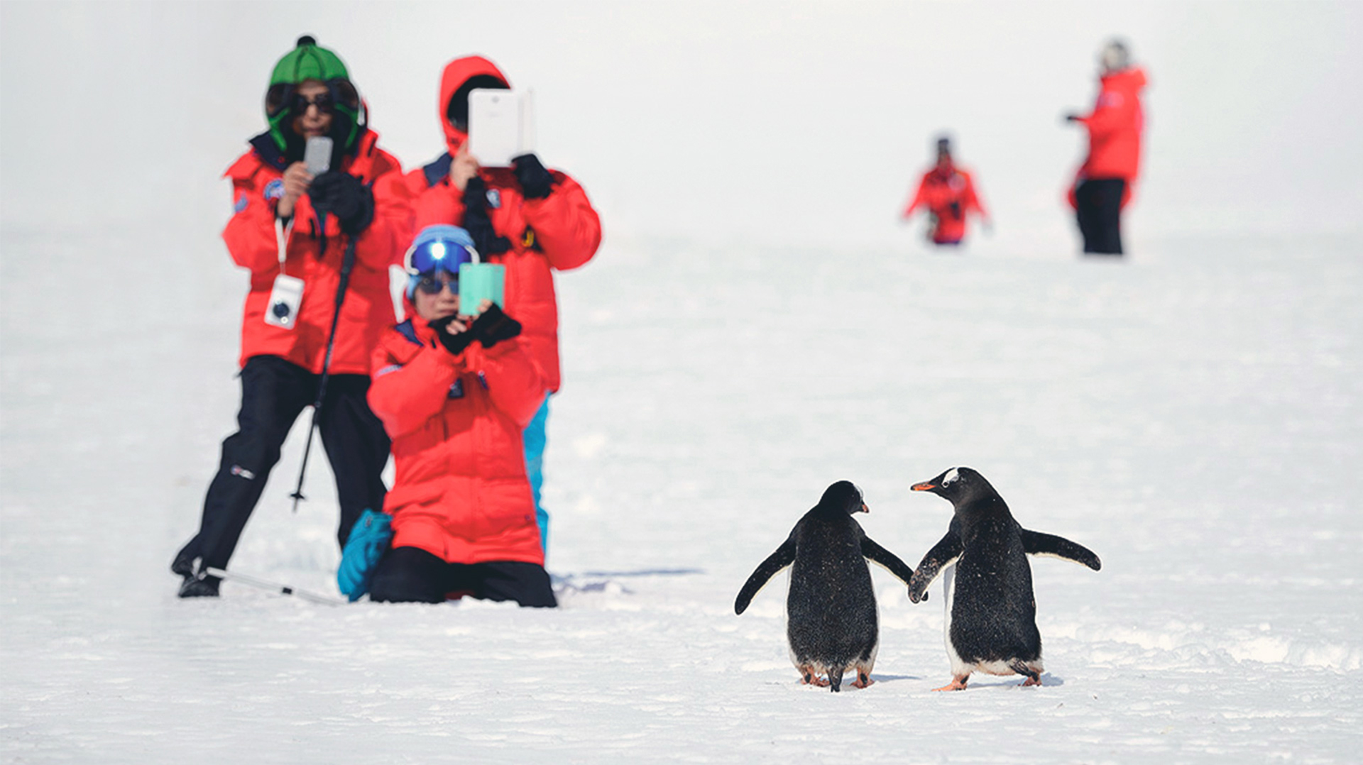 Антарктида и Южный полярный круг пингвины