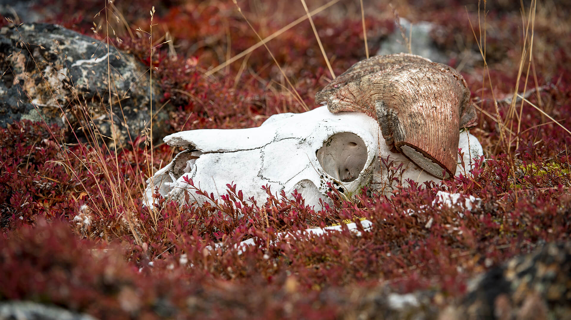 Восточная Гренландия череп