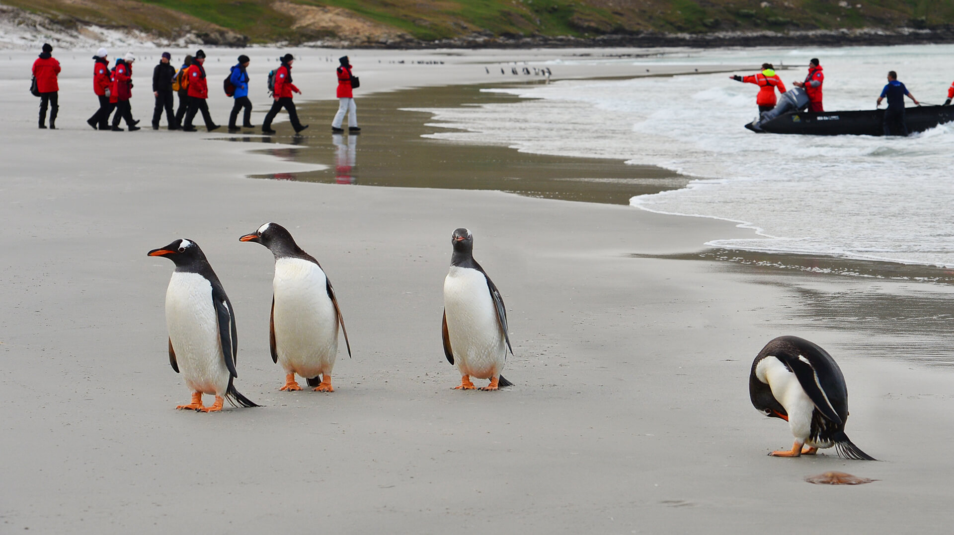 Фолклендские о-ва Южная Георгия и Антарктида пингвины