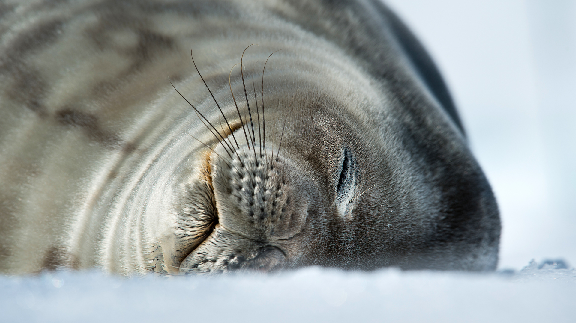 Антарктида и Южный полярный круг тюлень