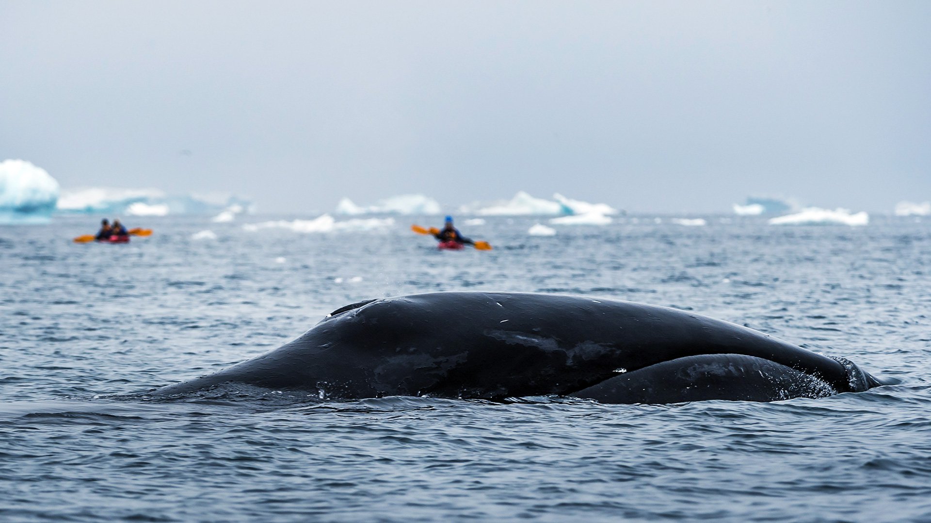 Западная Гренландия кит