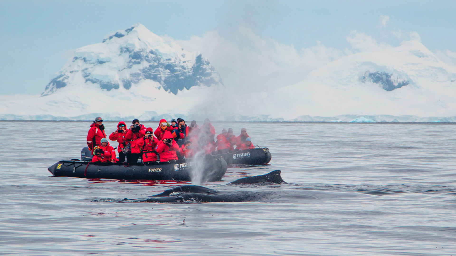 Антарктида и Южный полярный круг кит
